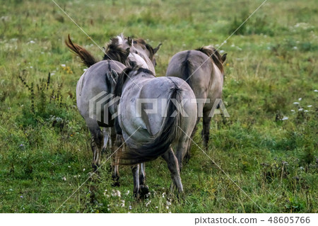 Wild horses grazing in meadow on foggy morning. Wild horses grazing in meadow on foggy morning. 48605766