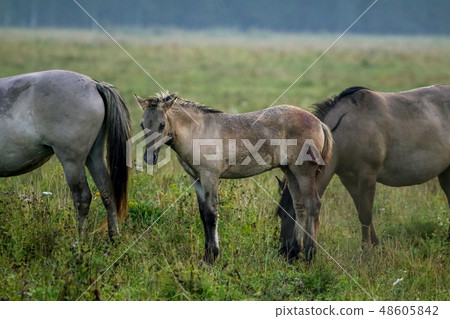 Wild horses grazing in meadow on foggy morning. Wild horses grazing in meadow on foggy morning. 48605842