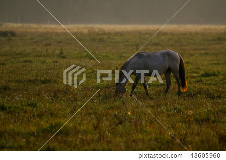 Wild horse grazing in meadow on foggy morning. 48605960