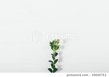 Flat lay composition of boxwood branch Flat lay composition of boxwood branch 48606761