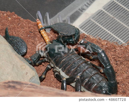 Diet rice soup food (preying meal worm for bait) 48607728