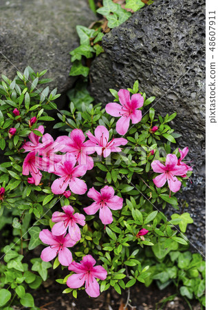 濟州島旅遊 48607911