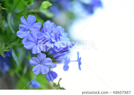 Ruri Matsuri 48607987