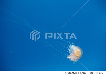 Jellyfish swimming in the open sea 48608377