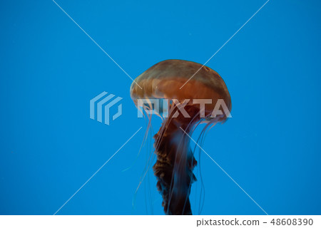 Jellyfish swimming in the open sea 48608390