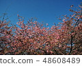 河津櫻花 48608489