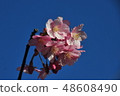 河津櫻花 48608490