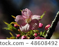 河津櫻花 48608492