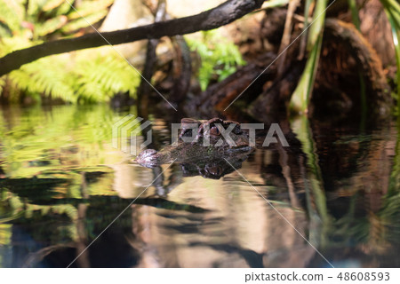 Smooth fronted caiman in the water Smooth fronted caiman in the water 48608593