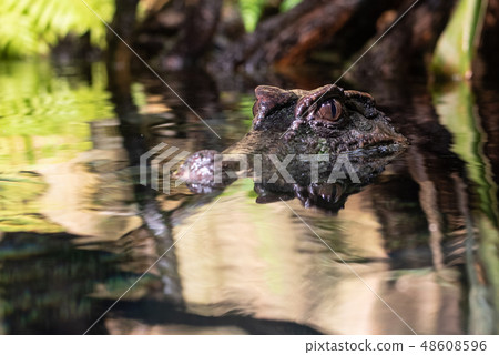 Smooth fronted caiman  in the water 48608596