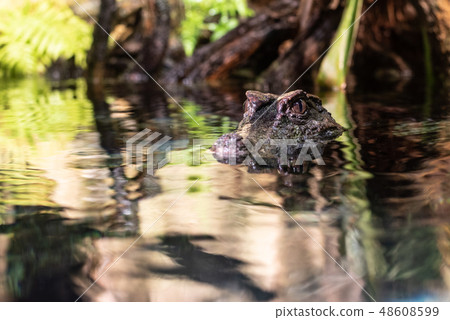 Smooth fronted caiman  in the water 48608599