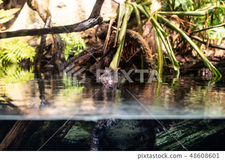 Smooth fronted caiman  in the water 48608601