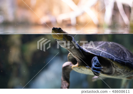 Turtle breathing in a river 48608611