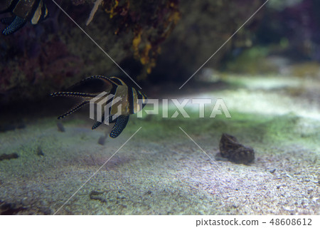 Banggai cardinalfish at the bottom of the ocean 48608612