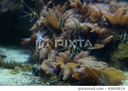 School of Banggai cardinalfish  48608614