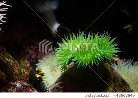 Anemone at the bottom of the sea Anemone at the bottom of the sea 48608649