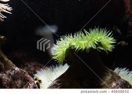 Anemone at the bottom of the sea Anemone at the bottom of the sea 48608650