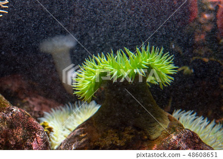 Anemone at the bottom of the sea Anemone at the bottom of the sea 48608651