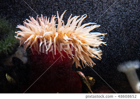 Anemone at the bottom of the sea Anemone at the bottom of the sea 48608652