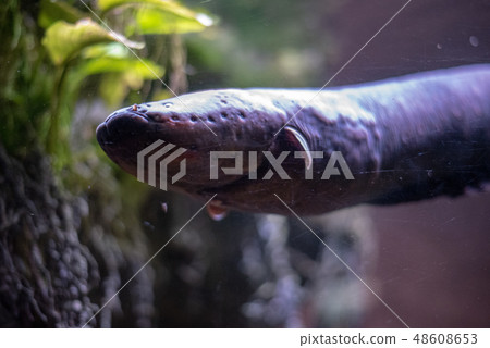 Close up of an electric eel Close up of an electric eel 48608653