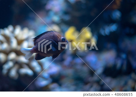 Black Hawaiian dascyllus swimming by a coral reeef Black Hawaiian dascyllus swimming by a coral reeef 48608655