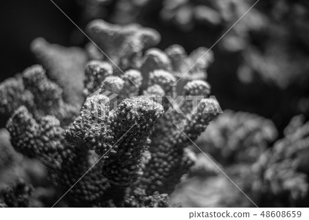 Colorful coral reef on dim light Colorful coral reef on dim light 48608659