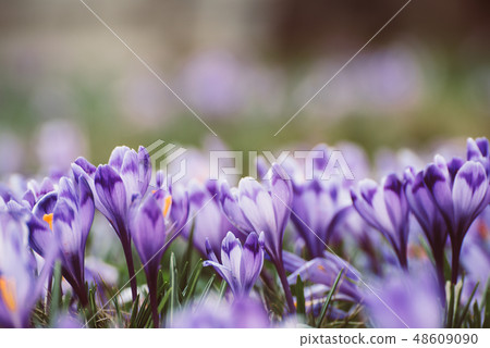 Spring crocus flowers 48609090