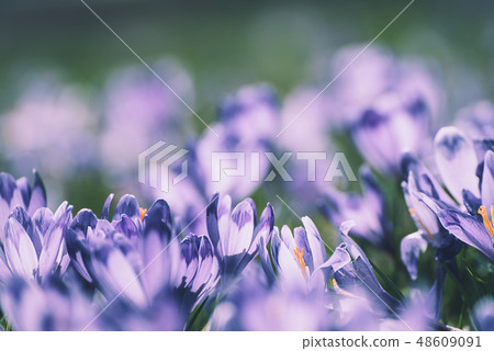 Spring crocus flowers Spring crocus flowers 48609091