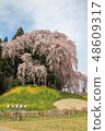 Weeping cherry blossoms at the battlefield 48609317