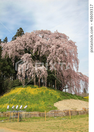 Weeping cherry blossoms at the battlefield 48609317