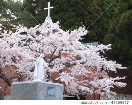 Cherry blossoms at Trapiszyn Monastery 48609857