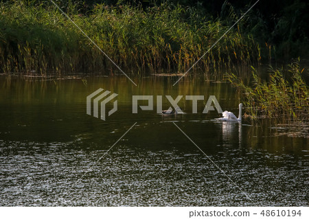 Beautiful white swans family swims in the lake. 48610194