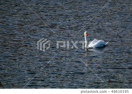 Beautiful white swan swims in the lake. 48610195