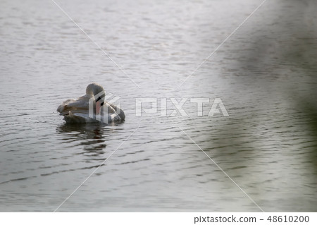 Beautiful white swan swims in the lake. Beautiful white swan swims in the lake. 48610200