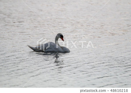 Beautiful white swan swims in the lake. Beautiful white swan swims in the lake. 48610218