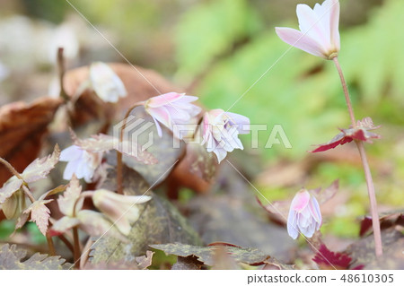 Snow throat flowers Snow throat flowers 48610305