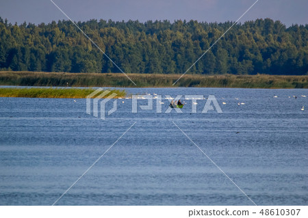 Large colony with white swans swims in the lake. 48610307