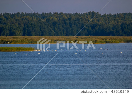 Large colony with white swans swims in the lake. 48610349