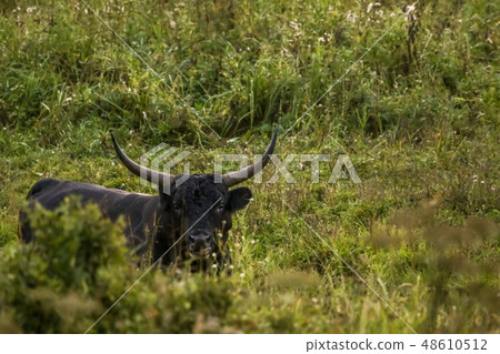 Bull grazing in the meadow on summer morning. 48610512