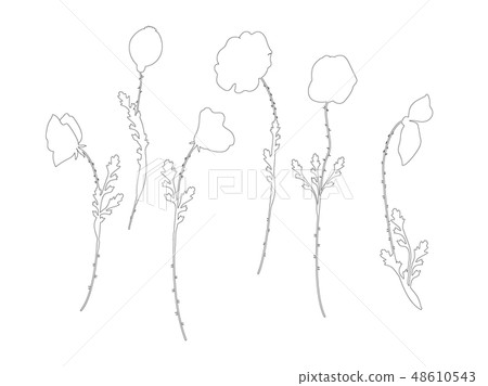 poppy. Floral botanical flower. poppy. Floral botanical flower. 48610543