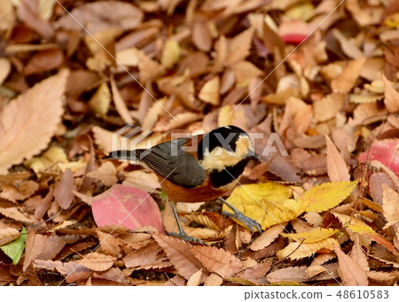 Walking path to see the birds Walking path to see the birds 48610583