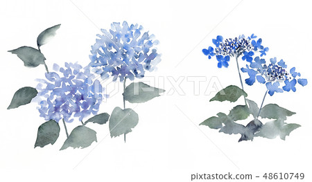 繡球花繡球墨水繪畫風格集 48610749