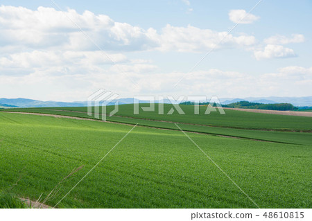藍色麥田在初夏 48610815