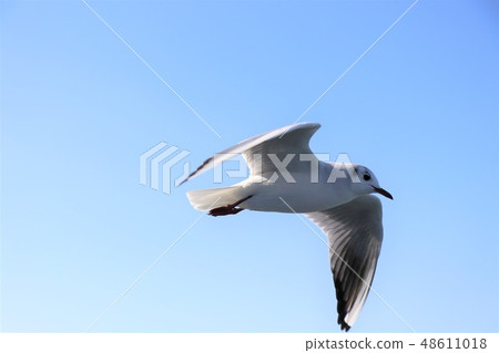 跳舞在藍天的女孩 跳舞在藍天的女孩 48611018