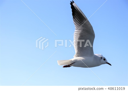 跳舞在藍天的女孩 48611019