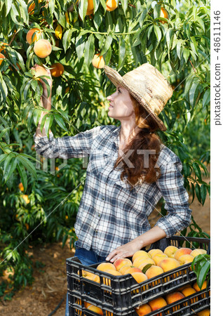 Woman farmer harvesting peaches Woman farmer harvesting peaches 48611146