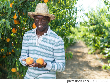 Owner of orchard harvesting peaches Owner of orchard harvesting peaches 48611162