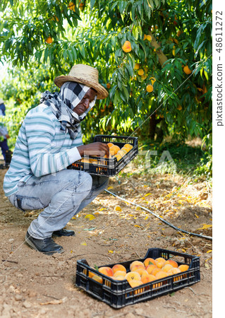 Successful male owner of orchard gathering harvest of ripe peaches on sunny day Successful male owner of orchard gathering harvest of ripe peaches on sunny day 48611272