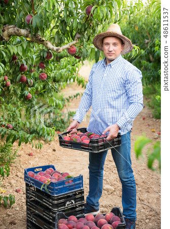 Portrait of man horticulturist showing crate with harvest of peaches in garden Portrait of man horticulturist showing crate with harvest of peaches in garden 48611537