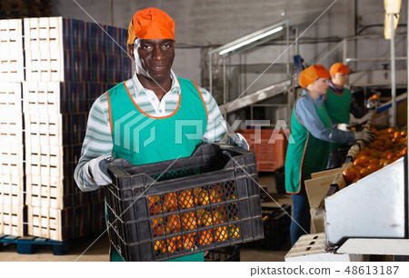 Man working on sorting line at fruit warehouse, stacking boxes with selected tangerines 48613187